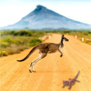 Buddy Bearded Dragon visits Australia