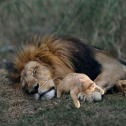 Holden the cat snuggling with a lion