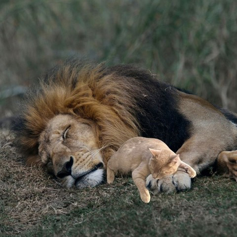 Holden the cat snuggling with a lion
