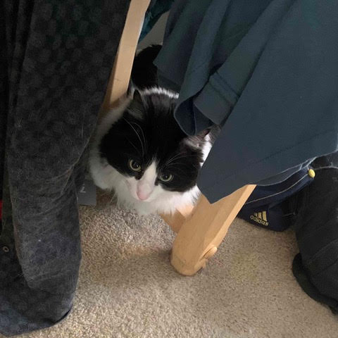 Not a good picture of a cat.