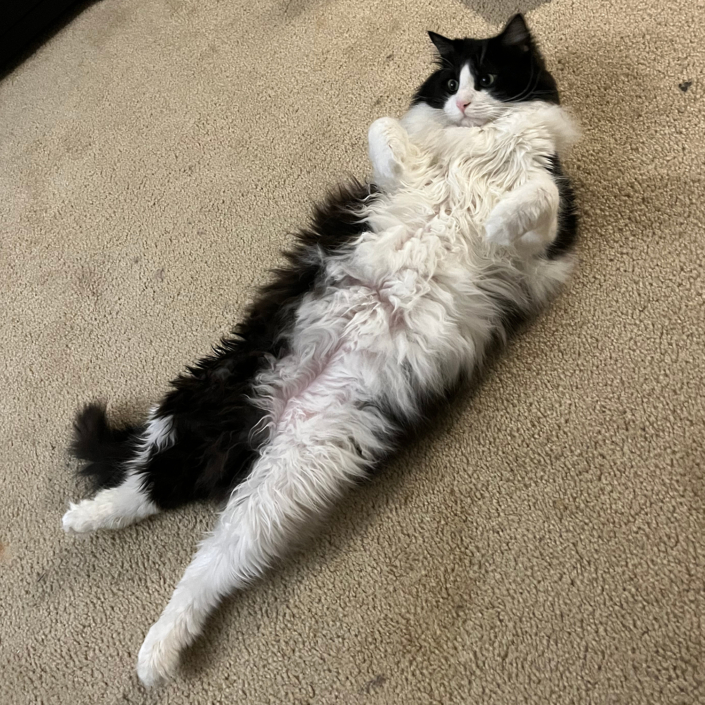 Tucker the cat ready for his virtual vacation.