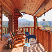 Daisy The Rottweiler